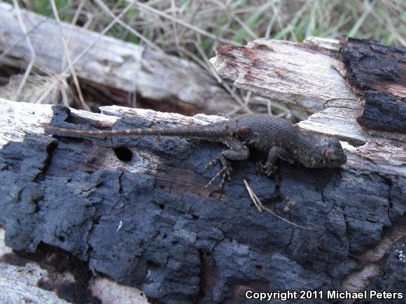 NorthWestern Fence Lizard (Sceloporus occidentalis occidentalis)