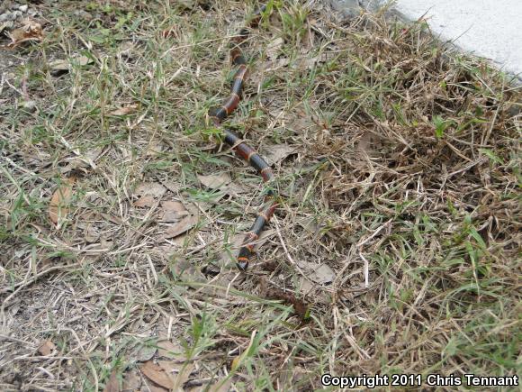 Eastern Coral Snake (Micrurus fulvius)