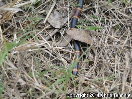 Eastern Coral Snake (Micrurus fulvius)