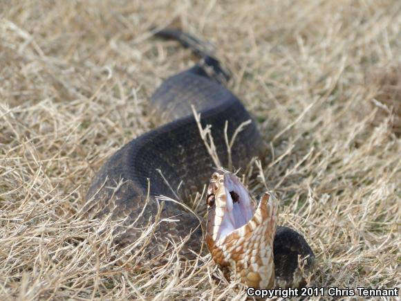 Florida Cottonmouth (Agkistrodon piscivorus conanti)