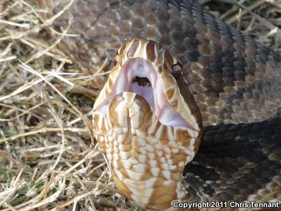 Florida Cottonmouth (Agkistrodon piscivorus conanti)