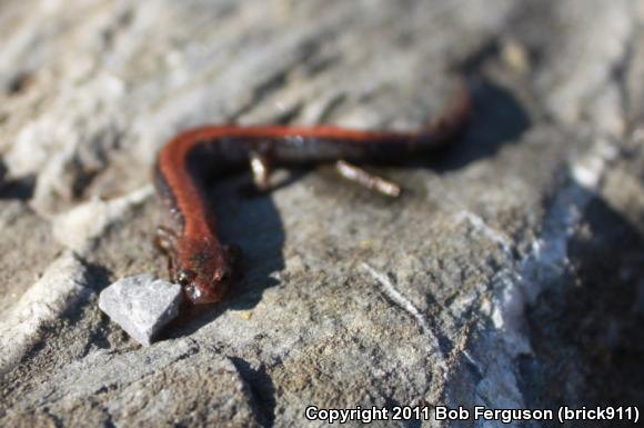 Eastern Red-backed Salamander (Plethodon cinereus)