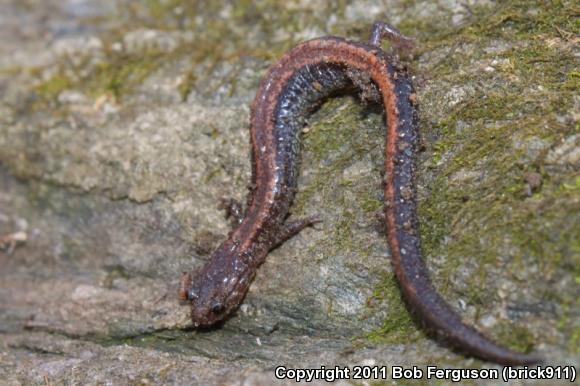 Eastern Red-backed Salamander (Plethodon cinereus)