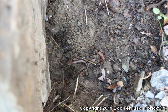 Eastern Red-backed Salamander (Plethodon cinereus)