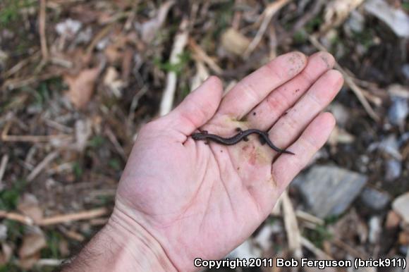 Eastern Red-backed Salamander (Plethodon cinereus)