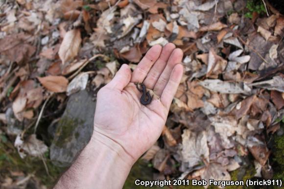 Eastern Red-backed Salamander (Plethodon cinereus)