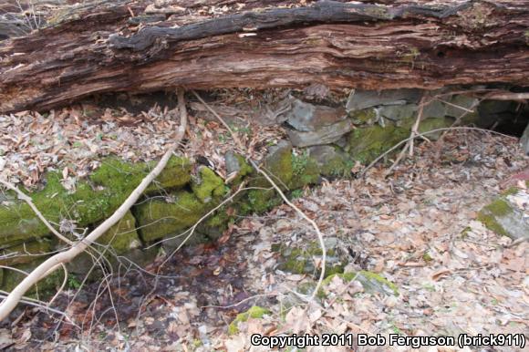 Eastern Red-backed Salamander (Plethodon cinereus)