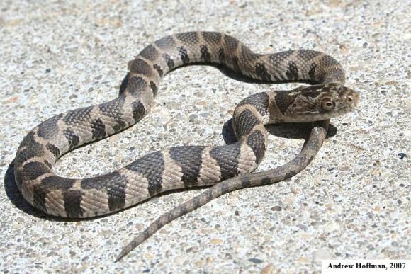 Midland Watersnake (Nerodia sipedon pleuralis)