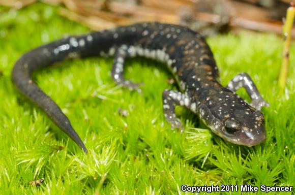 Rich Mountain Salamander (Plethodon ouachitae)