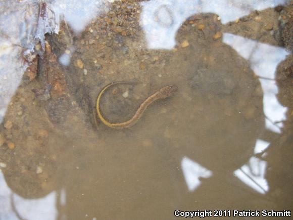 Northern Two-lined Salamander (Eurycea bislineata)