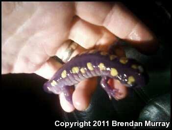 Spotted Salamander (Ambystoma maculatum)