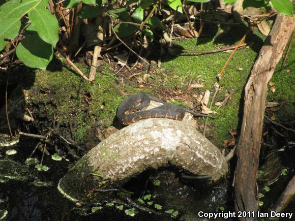 Banded Watersnake (Nerodia fasciata fasciata)