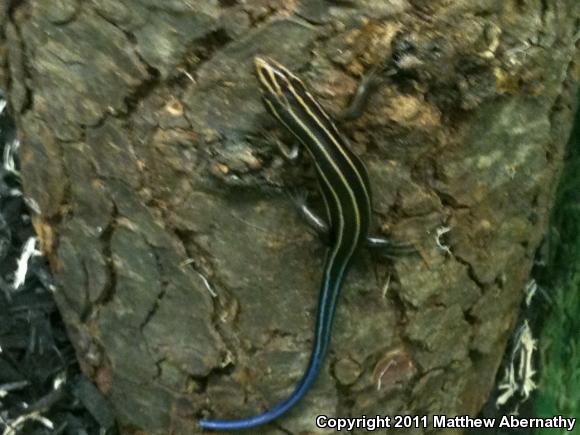 Five-lined Skink (Plestiodon fasciatus)