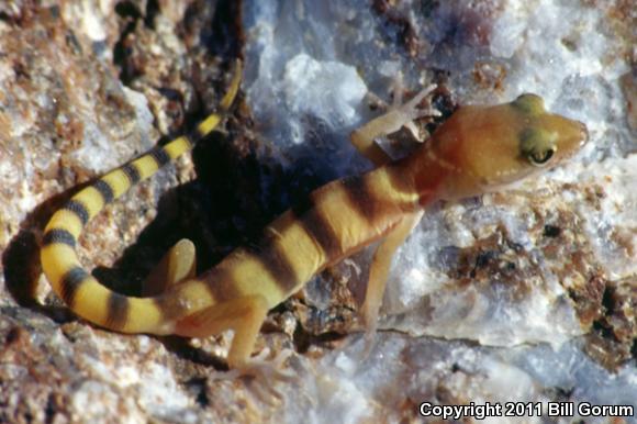 Tucson Banded Gecko (Coleonyx variegatus bogerti)