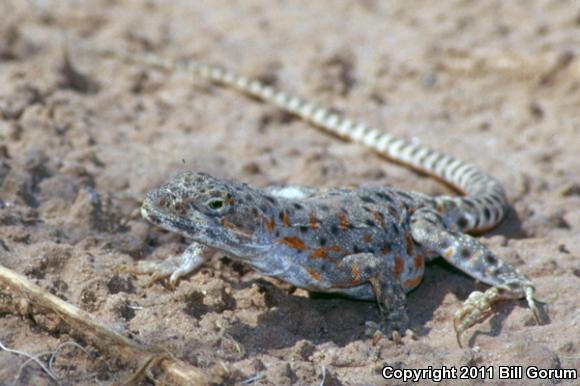 Longnose Leopard Lizard (Gambelia wislizenii)