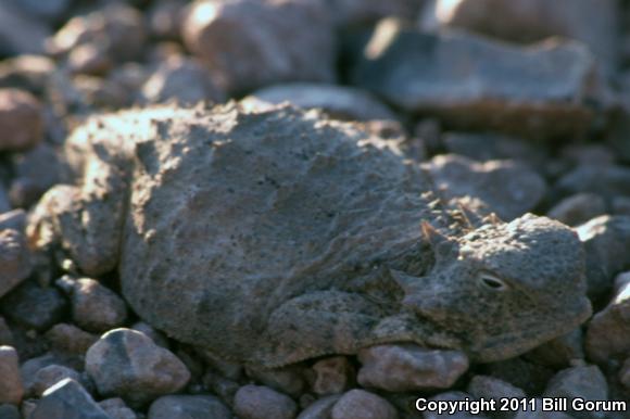 Round-tailed Horned Lizard (Phrynosoma modestum)