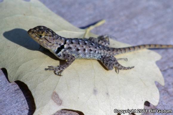 Twin-spotted Spiny Lizard (Sceloporus bimaculosus)