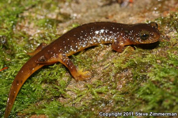 Olympic Torrent Salamander (Rhyacotriton olympicus)