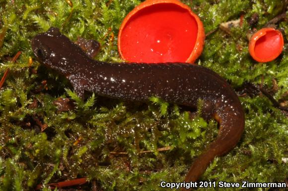 Olympic Torrent Salamander (Rhyacotriton olympicus)