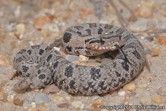 Eastern Hog-nosed Snake (Heterodon platirhinos)