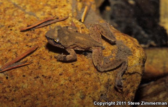 Eastern Tailed Frog (Ascaphus montanus)