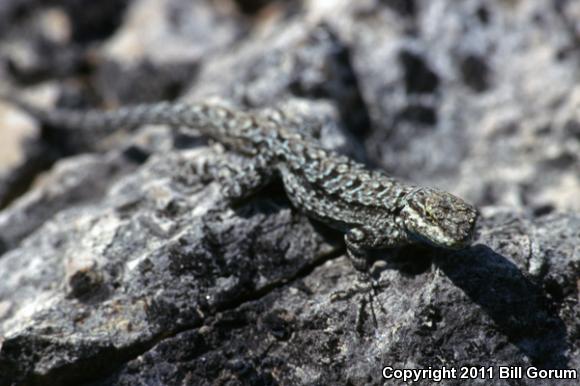 Big Bend Tree Lizard (Urosaurus ornatus schmidti)