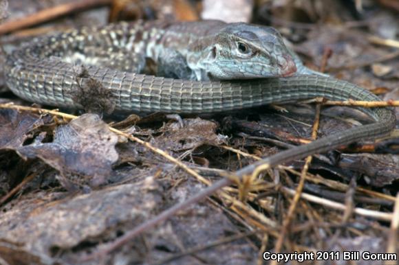 Chihuahuan Spotted Whiptail (Aspidoscelis exsanguis)