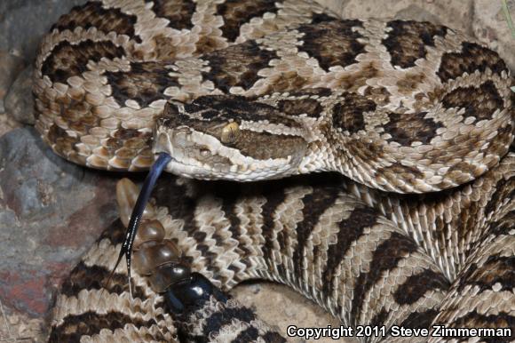 Great Basin Rattlesnake (Crotalus oreganus lutosus)