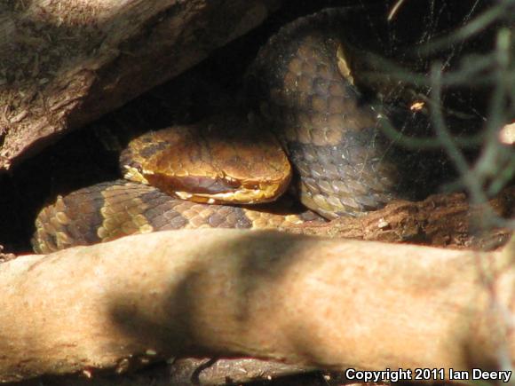 Eastern Cottonmouth (Agkistrodon piscivorus piscivorus)