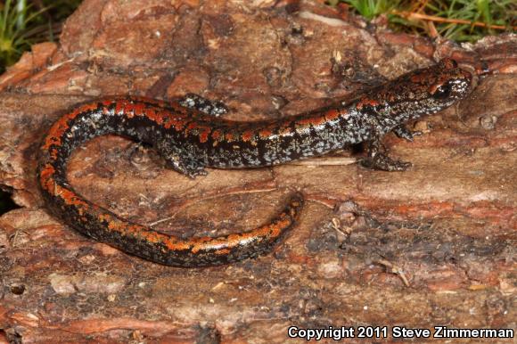 Oregon Slender Salamander (Batrachoseps wrightorum)