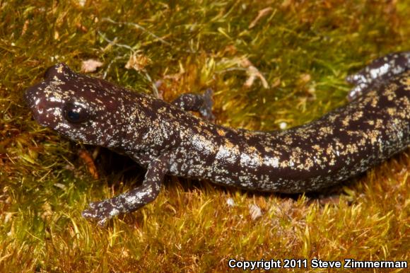 Oregon Slender Salamander (Batrachoseps wrightorum)