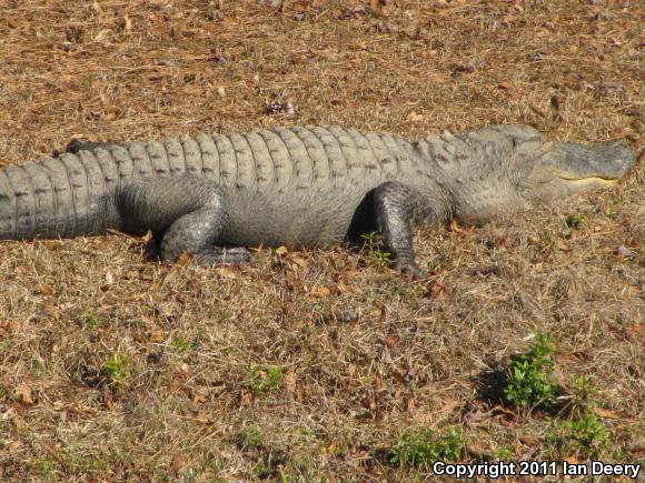 American Alligator (Alligator mississippiensis)