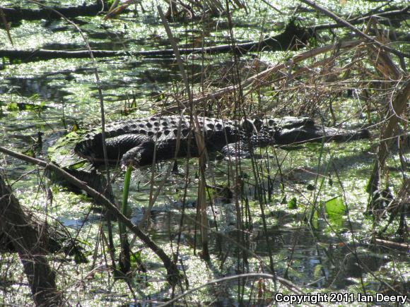 American Alligator (Alligator mississippiensis)