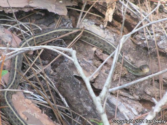 Eastern Gartersnake (Thamnophis sirtalis sirtalis)