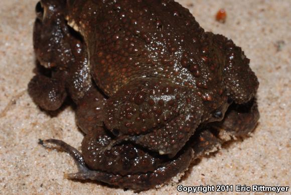 American Toad (Anaxyrus americanus)