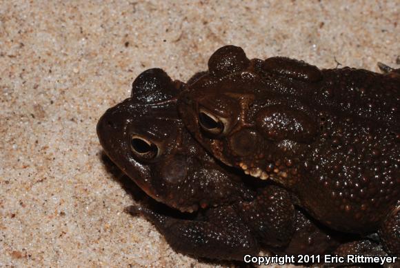 American Toad (Anaxyrus americanus)