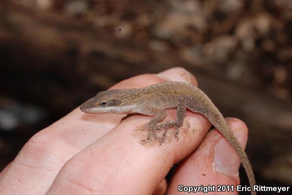 Northern Green Anole (Anolis carolinensis carolinensis)