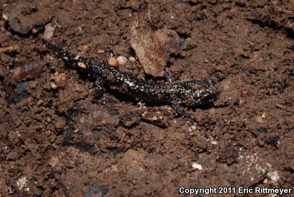 Mississippi Slimy Salamander (Plethodon mississippi)