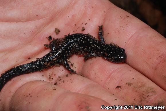 Mississippi Slimy Salamander (Plethodon mississippi)