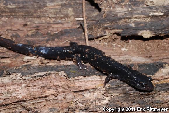 Mississippi Slimy Salamander (Plethodon mississippi)