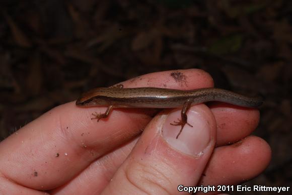 Little Brown Skink (Scincella lateralis)