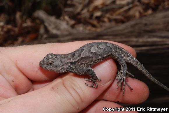 Eastern Fence Lizard (Sceloporus undulatus)