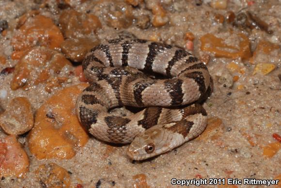 Midland Watersnake (Nerodia sipedon pleuralis)