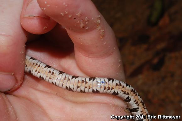 Midland Watersnake (Nerodia sipedon pleuralis)