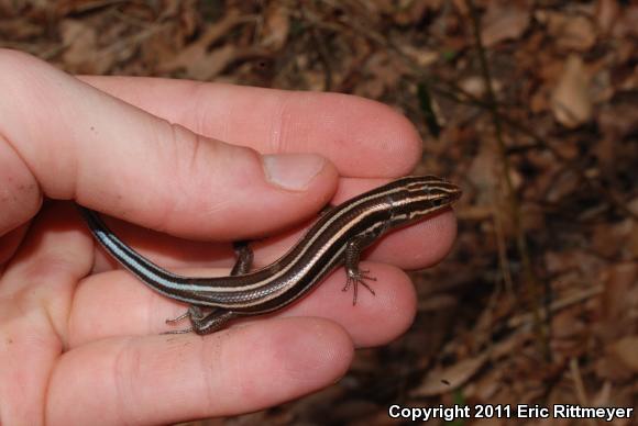 Five-lined Skink (Plestiodon fasciatus)