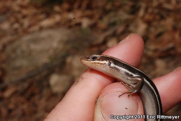 Five-lined Skink (Plestiodon fasciatus)