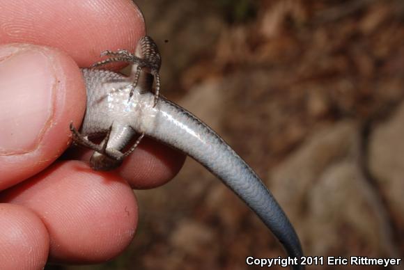 Five-lined Skink (Plestiodon fasciatus)