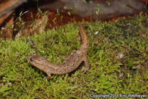 Spotted Dusky Salamander (Desmognathus conanti)