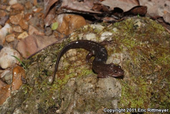 Southern Dusky Salamander (Desmognathus auriculatus)