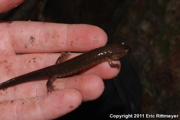 Southern Dusky Salamander (Desmognathus auriculatus)